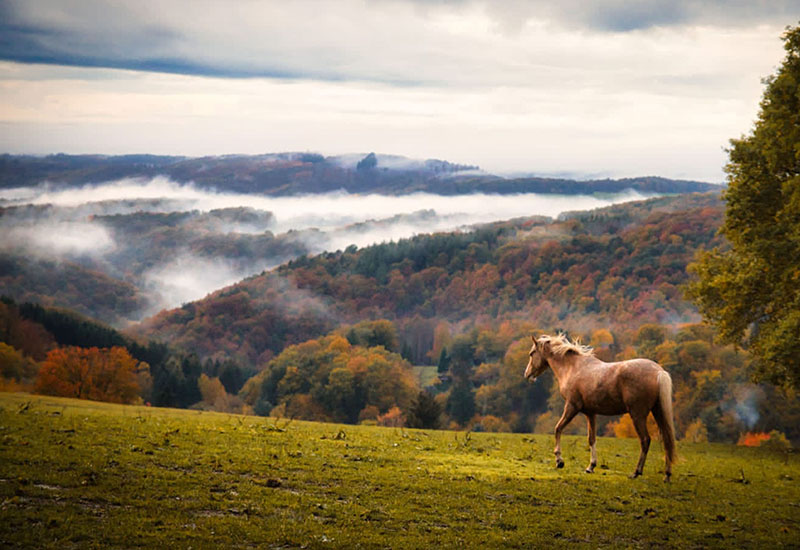 Hof_Froehling_Pferde_im_Stall_800x550px