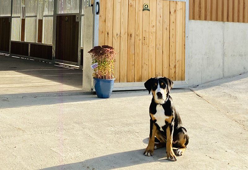 Hof_Fröhling_Impressionen_Pferdepension_10