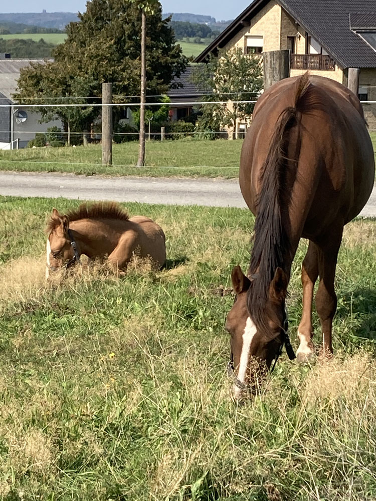 Hof_Fröhling_Impressionen_Pferdepension_17