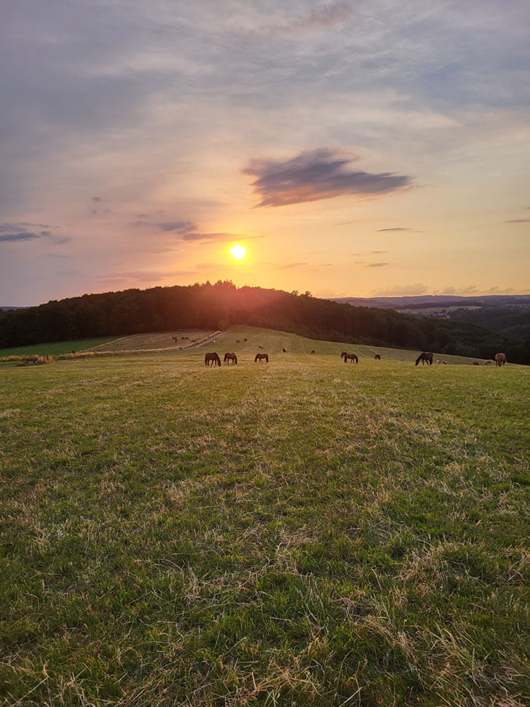Hof_Fröhling_Impressionen_Pferdepension_28