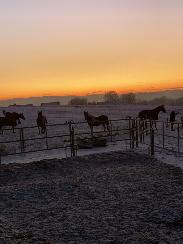 Hof_Fröhling_Impressionen_Pferdepension_10